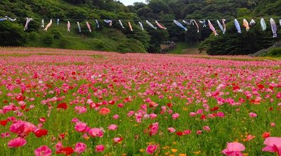 🌸 구리하마 꽃의 나라(구리하마 하나노쿠니)